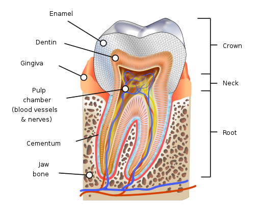 Layers or tooth and what is remaining after loss of tooth enamel - the top layer